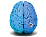 Potenzialità del cervello umano